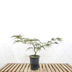 홍 공작 단풍나무 접목 묘목 세열 세류 단풍 나무 분재 화분 인테리어 반려 식물 키우기