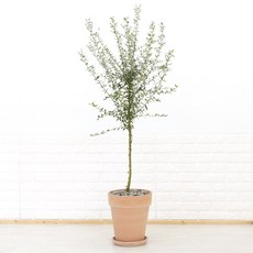화수분 대형 올리브나무 이태리토분 카페식물 인테리어식물, 4. 토피어리형 이태리토분 연황토색 31cm, 1개