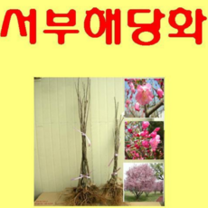(G성모)서부해당화(수사해당)묘목 접목1년 3그루
