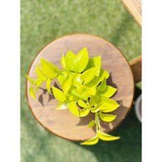 형광스킨답서스