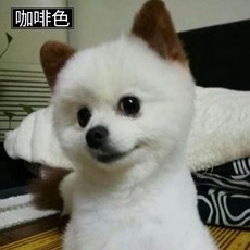 강아지염색약 반려동물염모제 염색크림 반려견 전용염료 롱래스팅 푸들 비숑눈물얼룩제거 파우더, 브라운 100ML (염색도구 증정), 1개