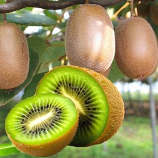 포미식탁 그린키위 참다래 국내산 키위 1kg 대 (7과내외), 없음, 1개