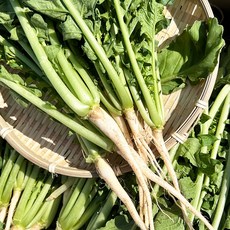 국내산 부드러운어린열무 아기열무김치 조선열무특품, 1개, 4kg