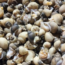 나라농수산 자숙 흑고동 흑골뱅이 국산 냉동 1kg, 생물흑고동소자(1kg), 1개