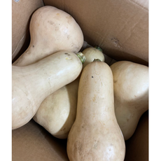 제주 땅콩호박 버터넛스쿼시 2kg / 3kg / 5kg [원산지:국산(제주특별자치도 서귀포시)] 50%, 1박스