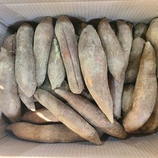 야콘 즙용/생식용 특품 5kg 10kg, 즙용-흠과, 1개