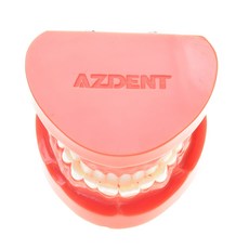 구강교육치아모형대형