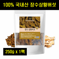 캄보디아상황버섯
