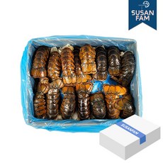랍스터테일 4.5온즈(4.54kg) 약35미 바닷가재꼬리 박스상품, 1개