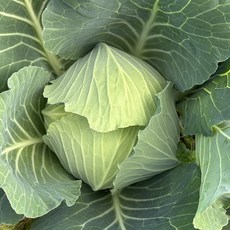 무안 유기농 양배추, 1박스, 10kg