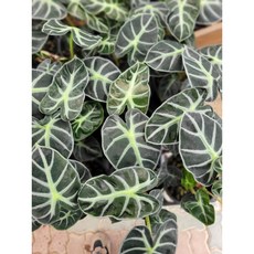 스위치파스텔하트