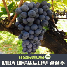 서울농원묘목/MBA 슈퍼머루 포도나무 3년생분묘 결실주, 1개