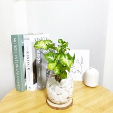 싱고니움수경재배