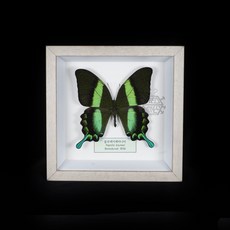  블루메이제비나비 완성형 표본액자/인테리어/실내/곤충액자/갑충/나비액자 