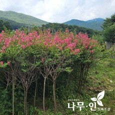 [나무인] 배롱나무(목백일홍) 개화주 (차량배송), 1개