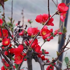 명자나무 x 10포트 산당화 생울타리 노지월동 야생화 나무 묘목 봄꽃 여름꽃 화분 다년생 실내 화초 키우기