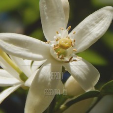 네롤리에센셜오일