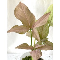 싱고니움핑크스팟