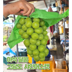 [제철365] 아삭 달콤 망고향 샤인머스켓 프리미엄 선물용 가정용, 1개, 2kg내외