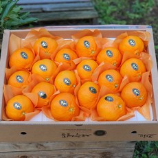 [제주산지직송] 레드향 5kg(16~22수 특대과 선물용) 진홍색 만감류의 여왕 품격있는 명절과일선물세트 박스무게포함, 1박스