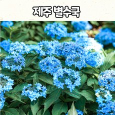 제주별수국(4치 5치 포트) 토종수국 / 노지월동