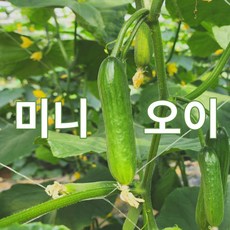 미니오이 500g 1kg 2kg 스낵오이 작은오이 꼬마오이 미니스탑 산지직송 빠른배송, 1개 - 미니다기장