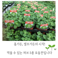 레몬타임허브화분