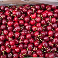 냉동다크체리씨