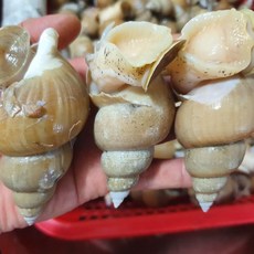 백골뱅이 백고동 특대 1kg 동해안