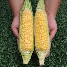 초당당당 옥수수 달달 초당 청년농부의 초당옥수수 1박스, 1박스20입