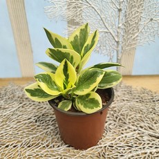 에피파니플라워