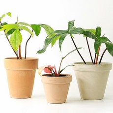 플로리다뷰티그린