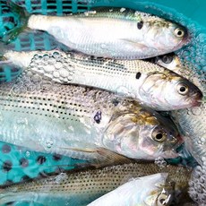 산지직송 담백 고소한 싱싱한 국내산 전어 구이용 횟감용(필렛) 500g, 구이용 (1팩) 500g, 1개
