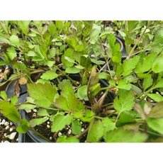 돌미나리모종 밭미나리모종 판매 (또는 1k 4월) 계절따라 다를수 있습니다, 1개