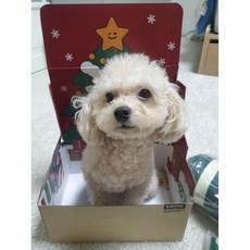 베이컨박스패딩