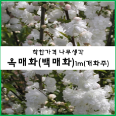 착한가격 나무생각 옥매화(백매화) 1m(개화주) 1주