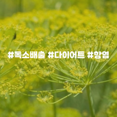 에센셜오일 펜넬스윗 Fennel sweet E.O, [ 500ml ], 1개