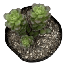 호랑이배꼽양조장