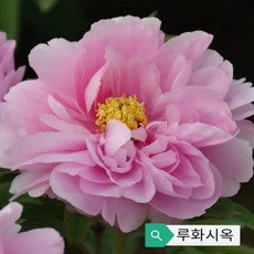 목하원예조경 [국내최저가] 명품겹목단 목단나무 묘목 겹꽃목단 (루화시옥) 개화주 3지