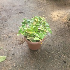 무늬백화등분재