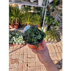 박하화분