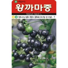 왕까마중