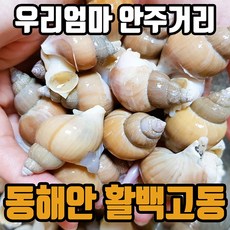 한손마켓 강원 동해 자연산 백골뱅이  소중대 백고동 술안주 간식 무침 찜 리뷰후기