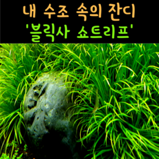 부세케다강