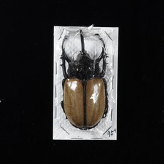 오각뿔장수풍뎅이 큰오각장수풍뎅이 건조 표본, 80mm+