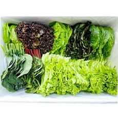 무농약 모듬 쌈채소 샐러드 9종내외 500g(당일수확)