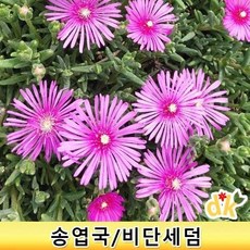 들꽃닷컴]야생화 송엽국3치포트(8cm)관상 조경용인기많은 다년초 사철채송화.비단세덤 송엽국 10개, 1개