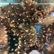 바다의 보양식 활해삼 참해삼, 4개, 500g(12미내외)