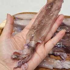 국산 여수 한치 생물한치 총알한치, 1박스, 2kg 30~50미