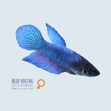 af8551dd273b37bb97a96604c3dc92133d81d6810e7e0dad3a1acbdba0f4.jpg